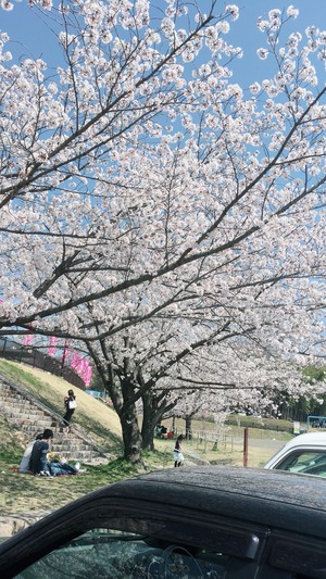 花満開　春爛漫